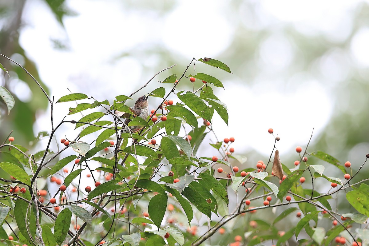 Sooty Barbet - ML556811061