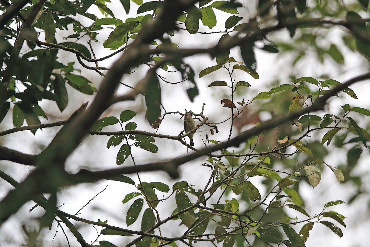 Sooty Barbet - ML556811081