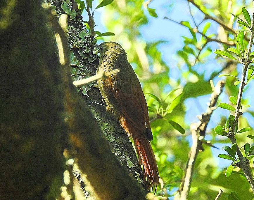 Olivaceous Woodcreeper - ML556811281