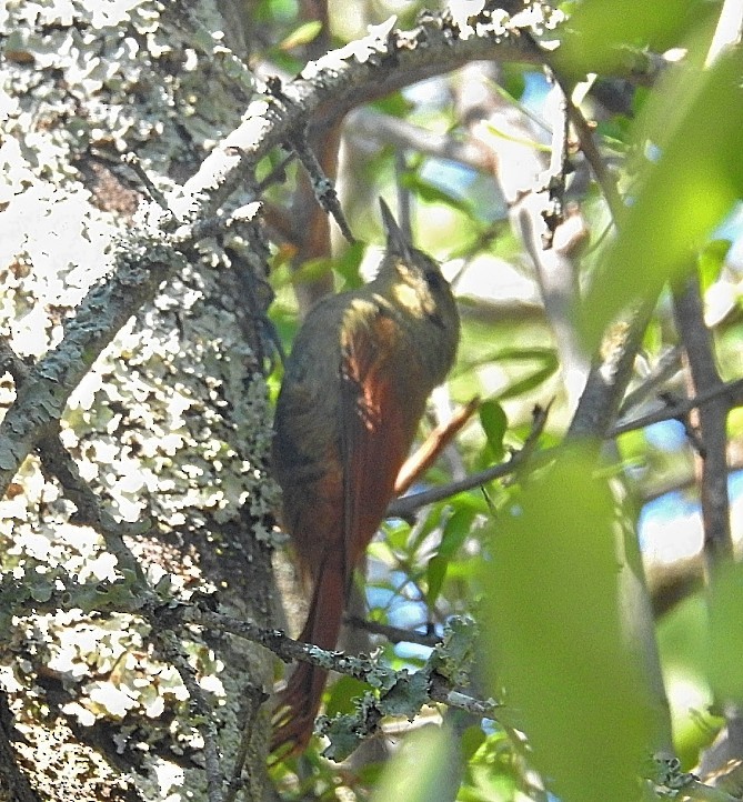 Olivaceous Woodcreeper - Daniel Lescano