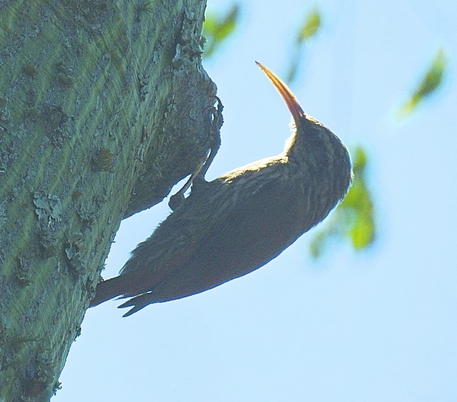 Narrow-billed Woodcreeper - Daniel Lescano