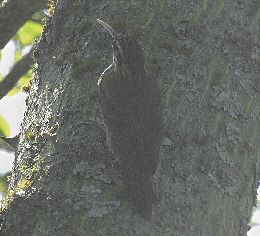 Narrow-billed Woodcreeper - ML556811441