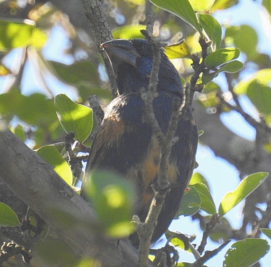 Ultramarine Grosbeak - ML556811521