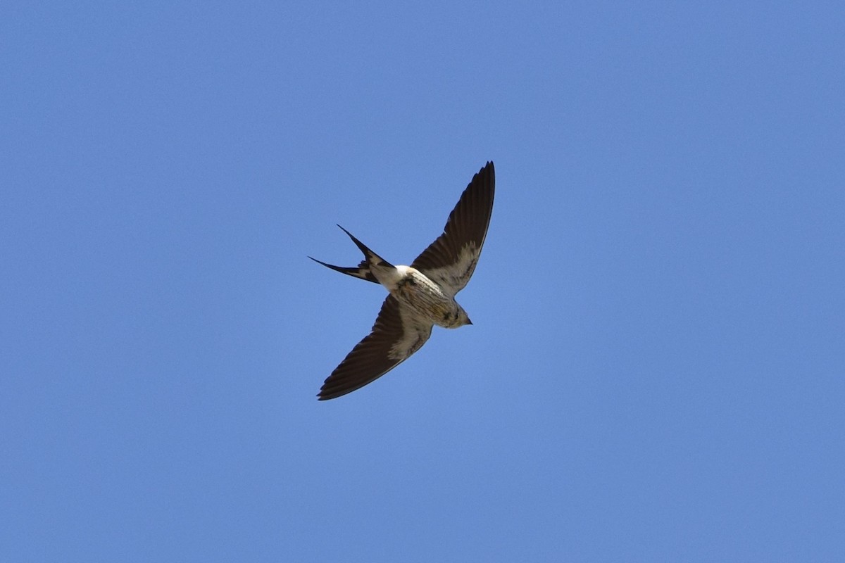 Greater Striped Swallow - ML556812301