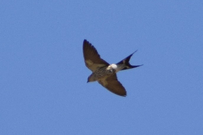 Greater Striped Swallow - ML556812321