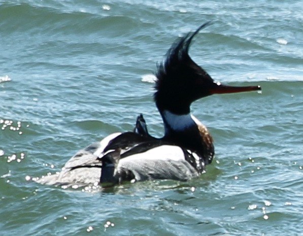 Red-breasted Merganser - sicloot