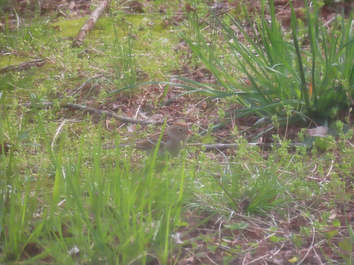 Field Sparrow - ML556814321