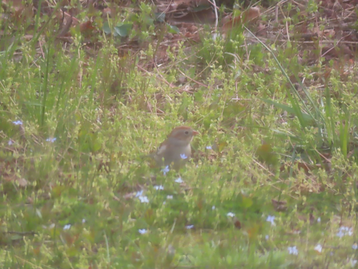 Field Sparrow - ML556814341