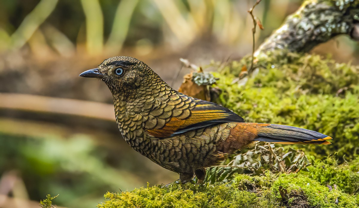 Blue-winged Laughingthrush - ML556814771