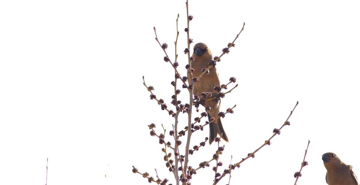Desert Finch - ML556815221