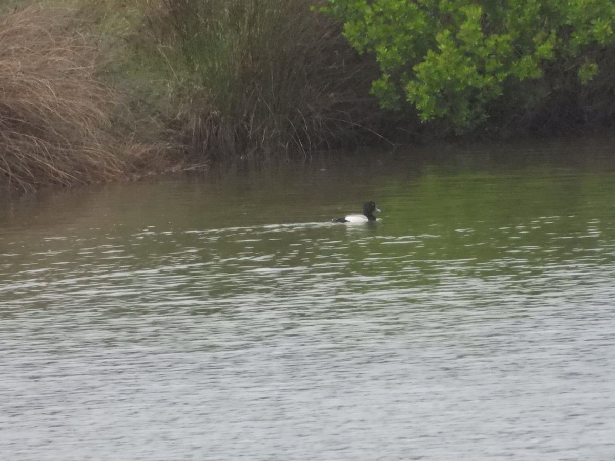 Greater Scaup - ML556815441