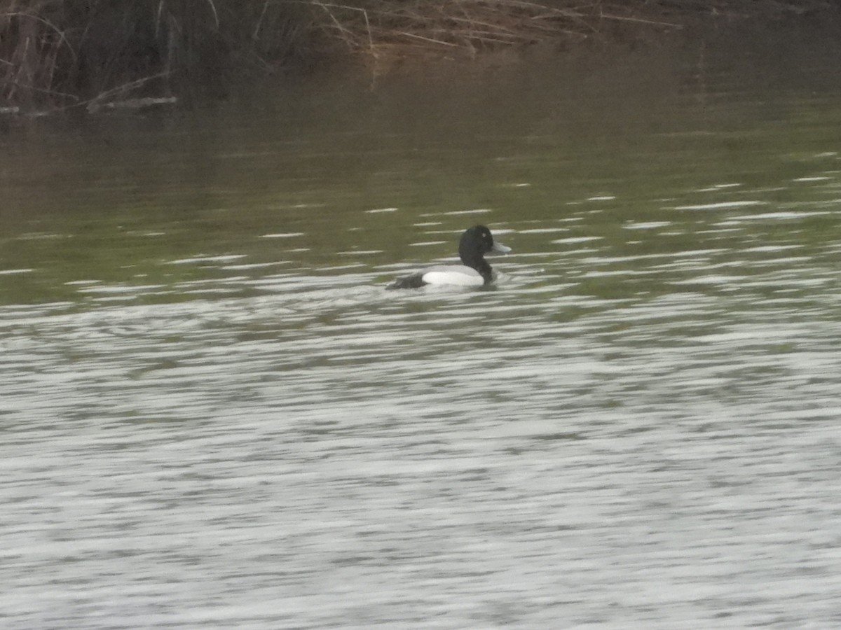 Greater Scaup - ML556815451