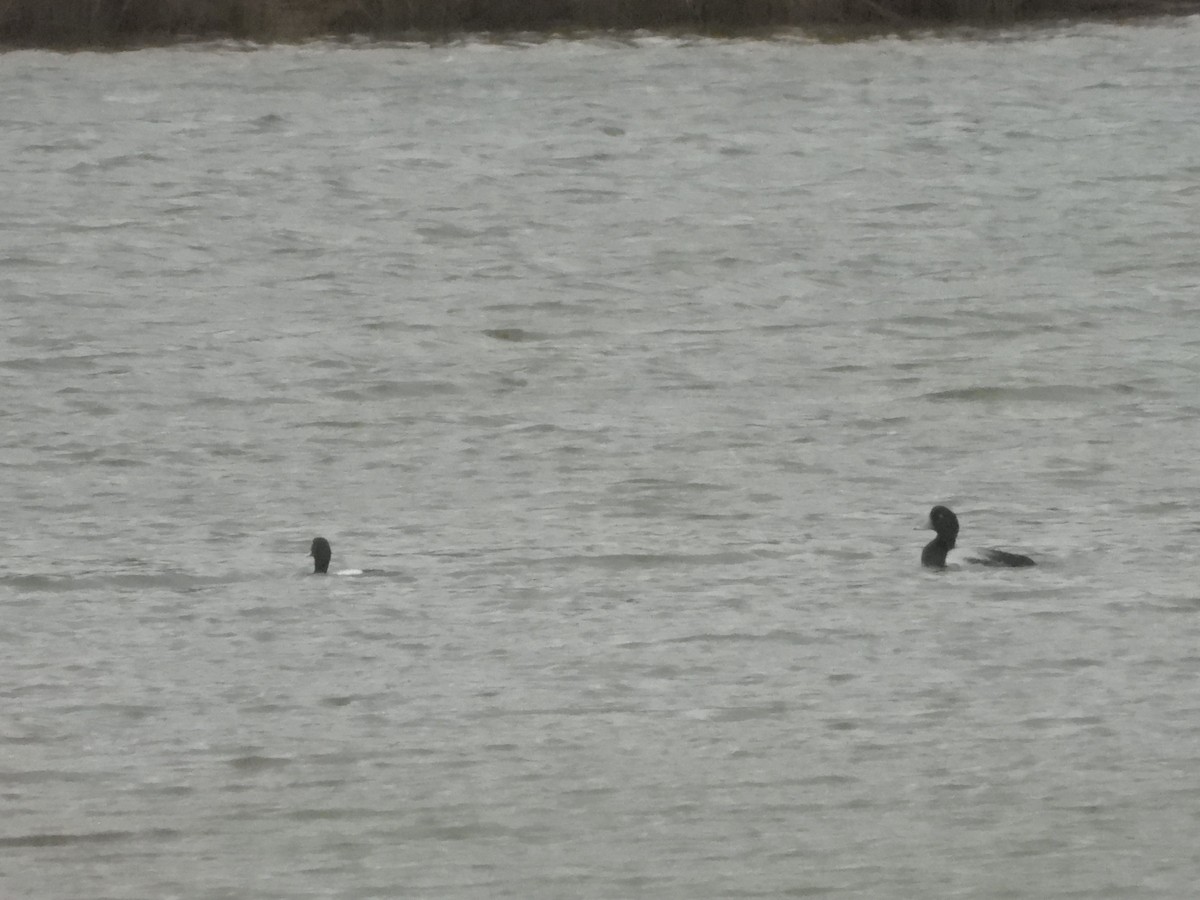 Greater Scaup - ML556815481