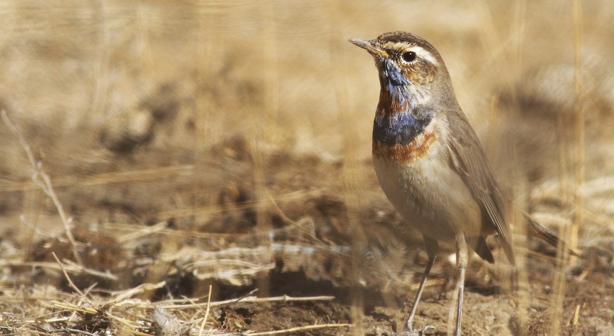 Bluethroat - ML556815641