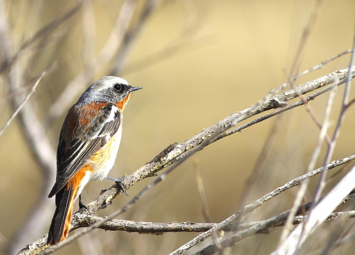 Rufous-backed Redstart - ML556815741