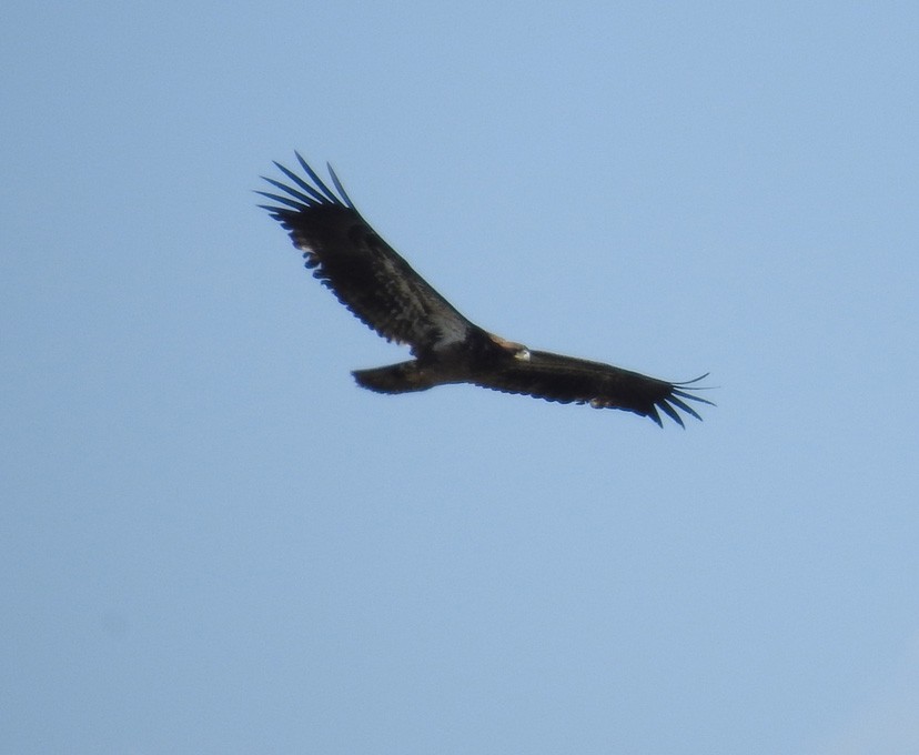 Golden Eagle - Sue Lietz