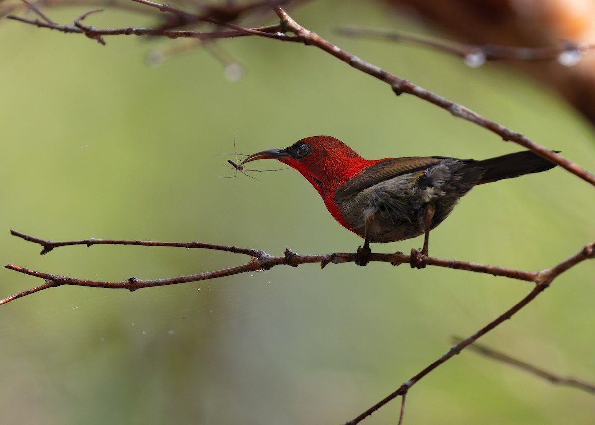 Crimson Sunbird (Crimson) - ML556818051