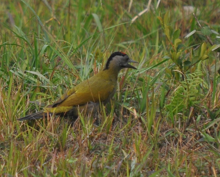 綠啄木 - ML556820021