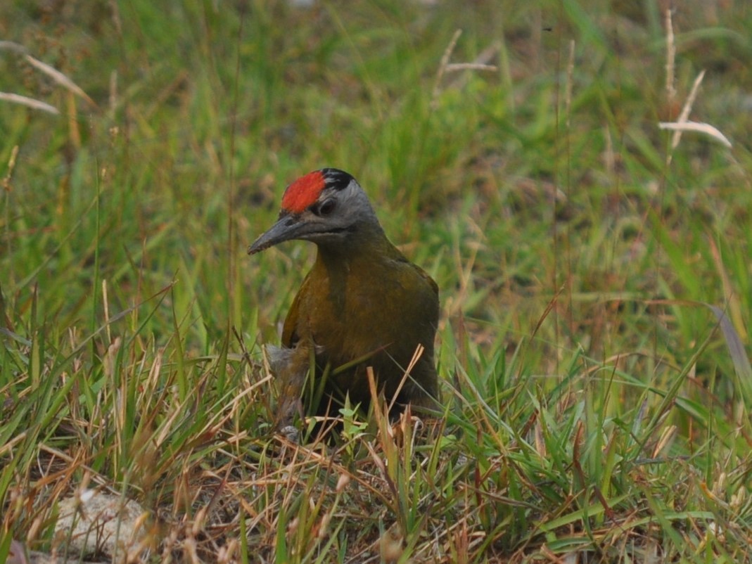 綠啄木 - ML556820031