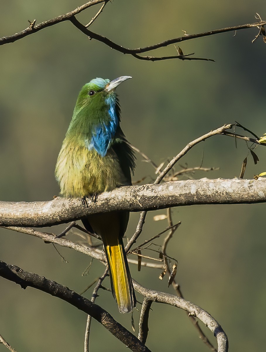 Blue-bearded Bee-eater - ML556820091