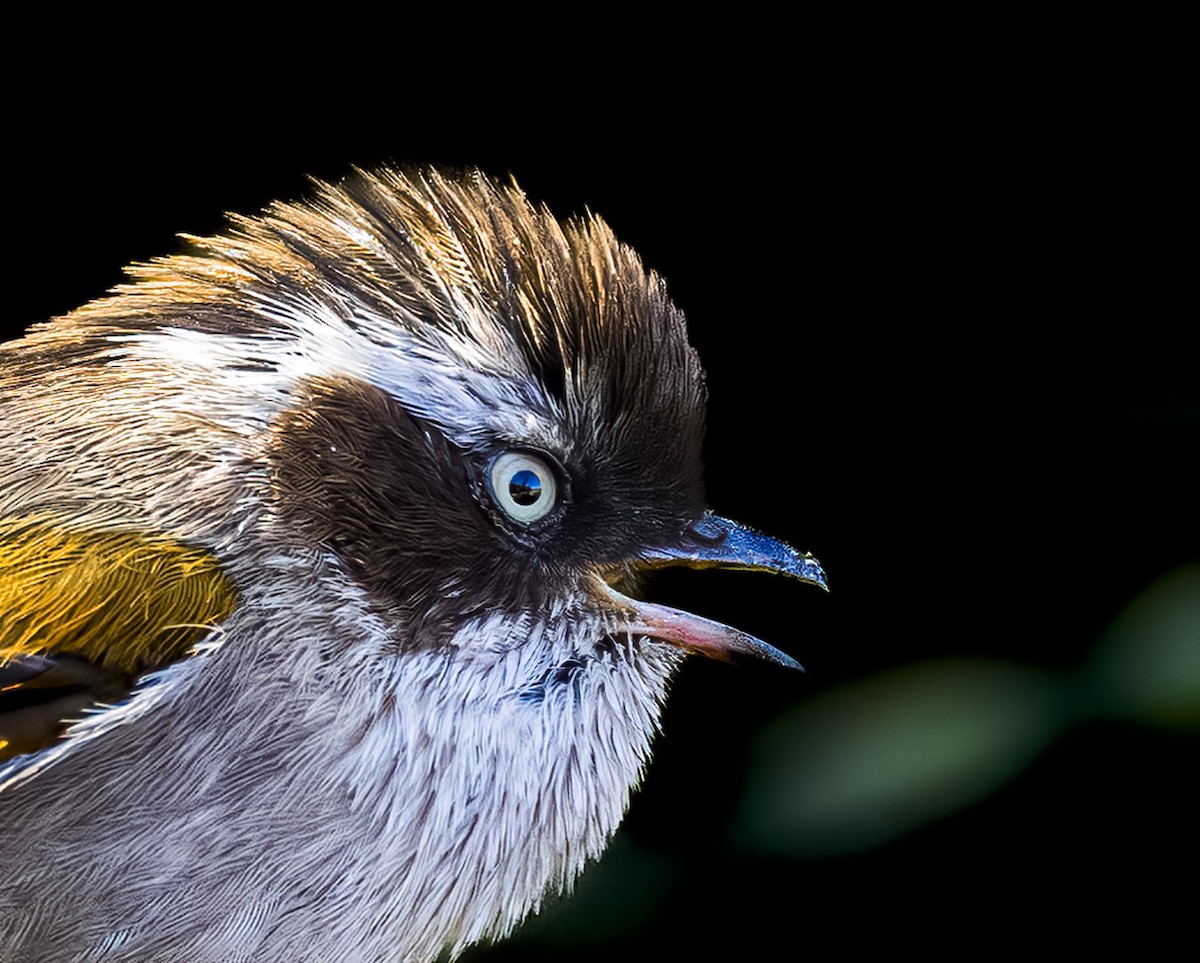 White-browed Fulvetta - ML556820221