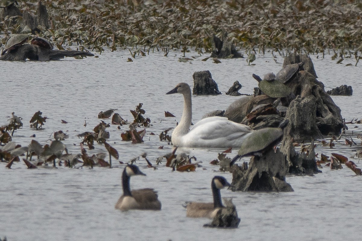 Tundra Swan - ML556820261