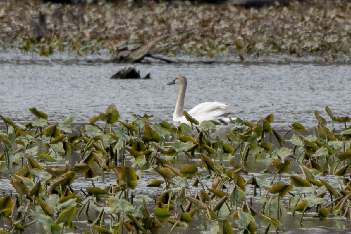 Tundra Swan - ML556820271