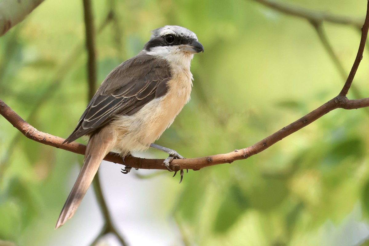 Brown Shrike (Philippine) - ML556820311