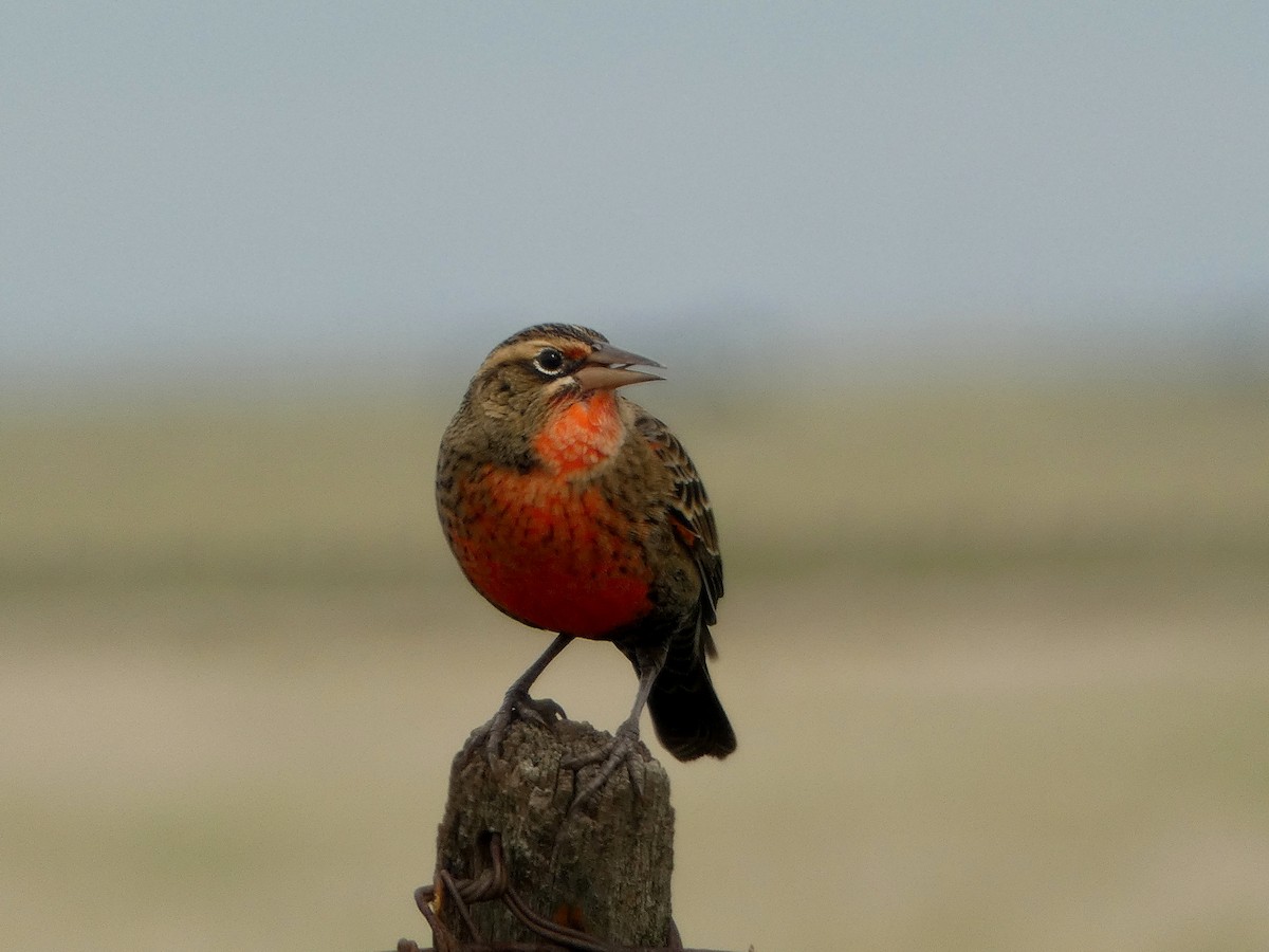 Pampas Meadowlark - ML556820901