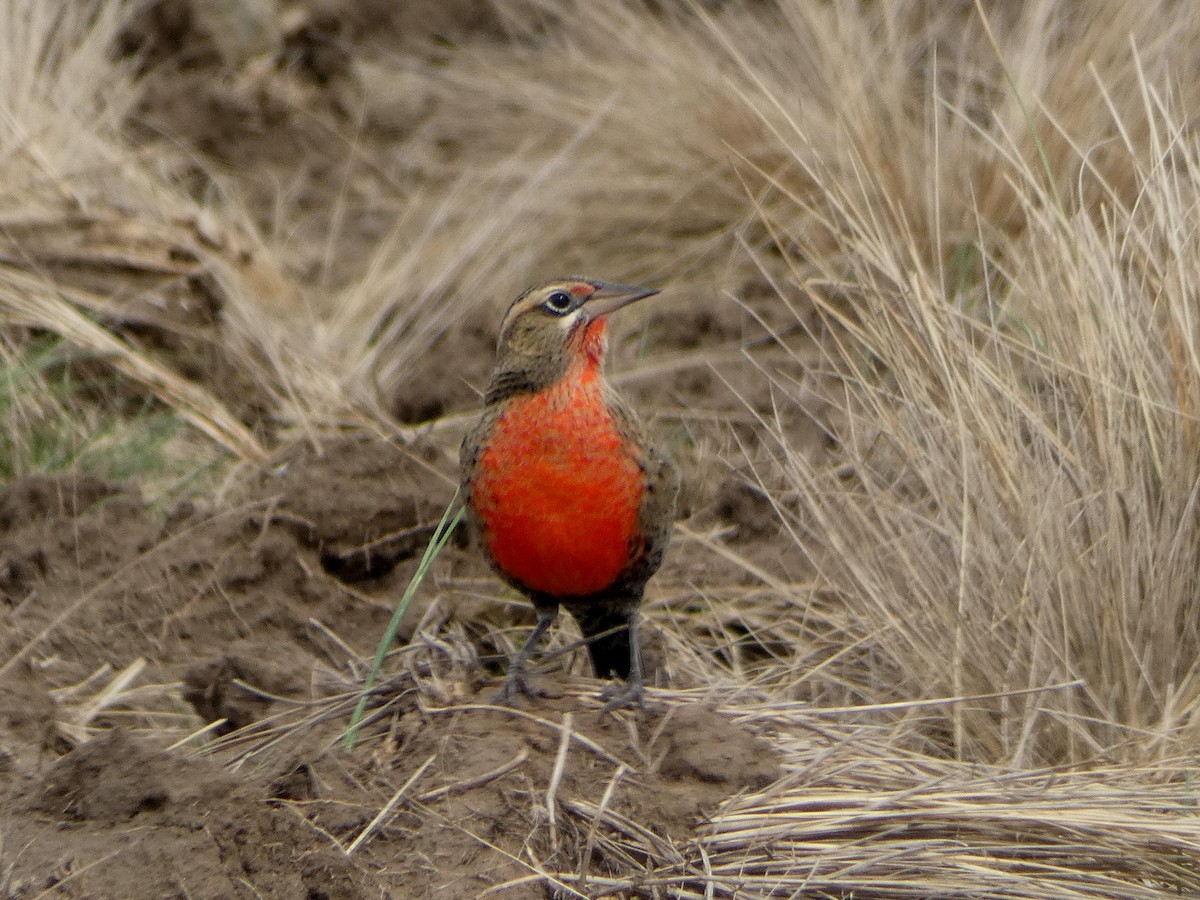 Pampas Meadowlark - ML556820991