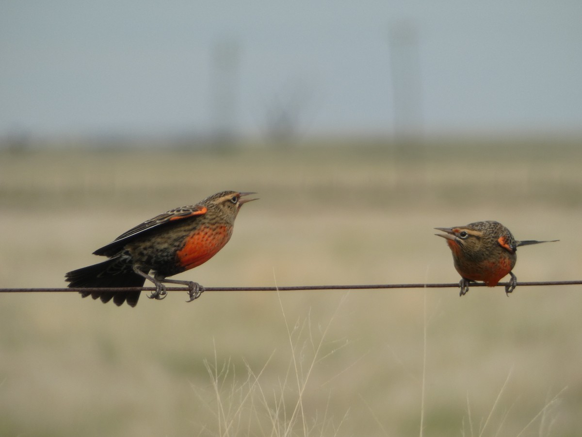 Pampas Meadowlark - ML556821031