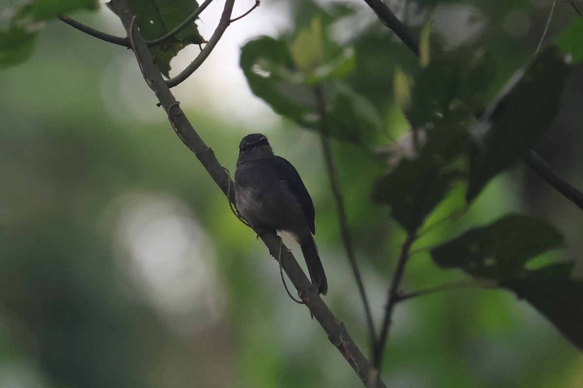 Tessmann's Flycatcher - ML556821171