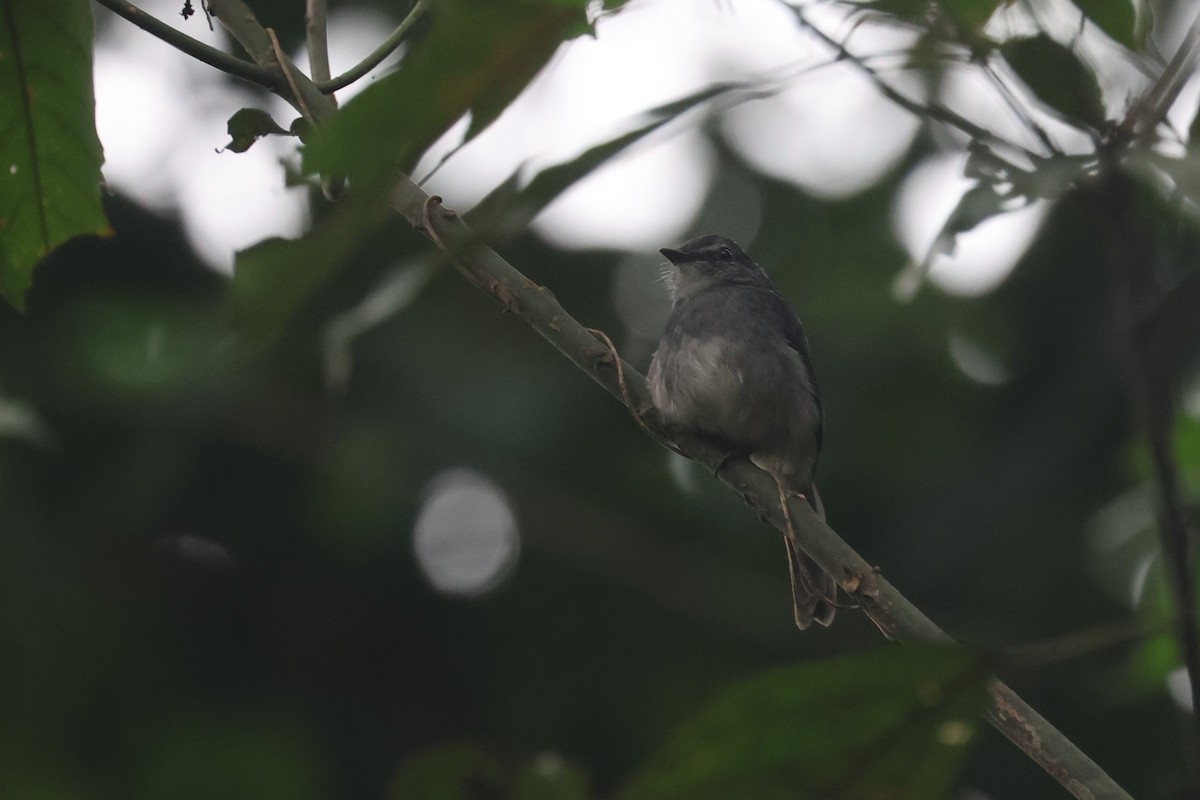 Tessmann's Flycatcher - ML556821181