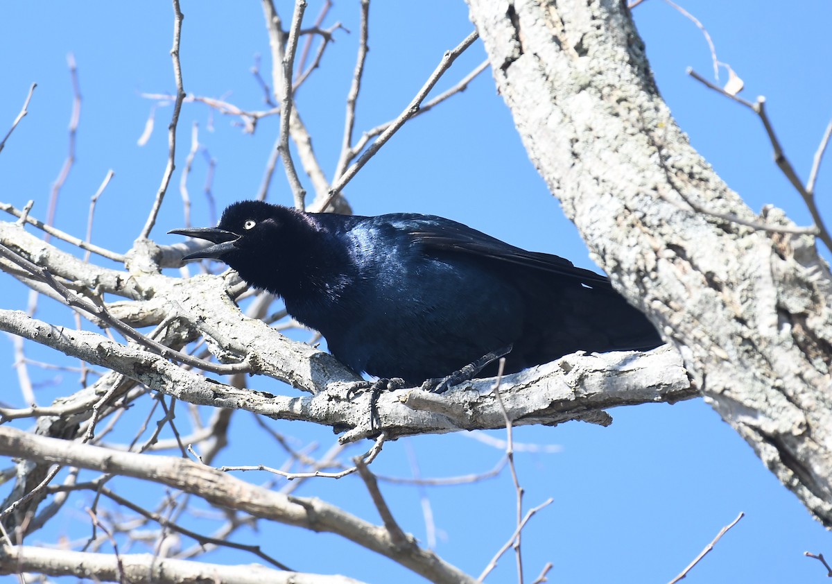 Boat-tailed Grackle (torreyi/alabamensis) - ML556821261