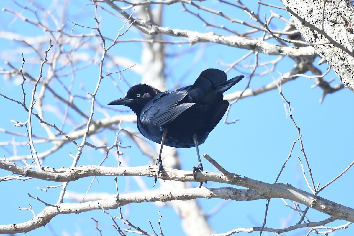 Boat-tailed Grackle (torreyi/alabamensis) - ML556821271