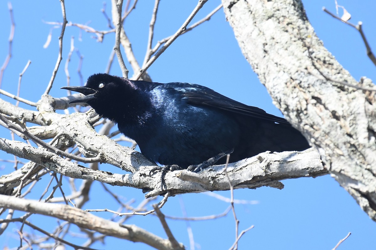 Boat-tailed Grackle (torreyi/alabamensis) - ML556821281
