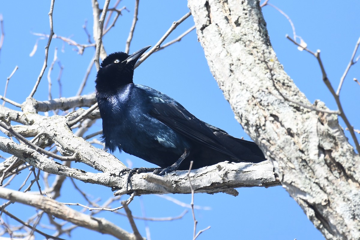 Boat-tailed Grackle (torreyi/alabamensis) - ML556821291