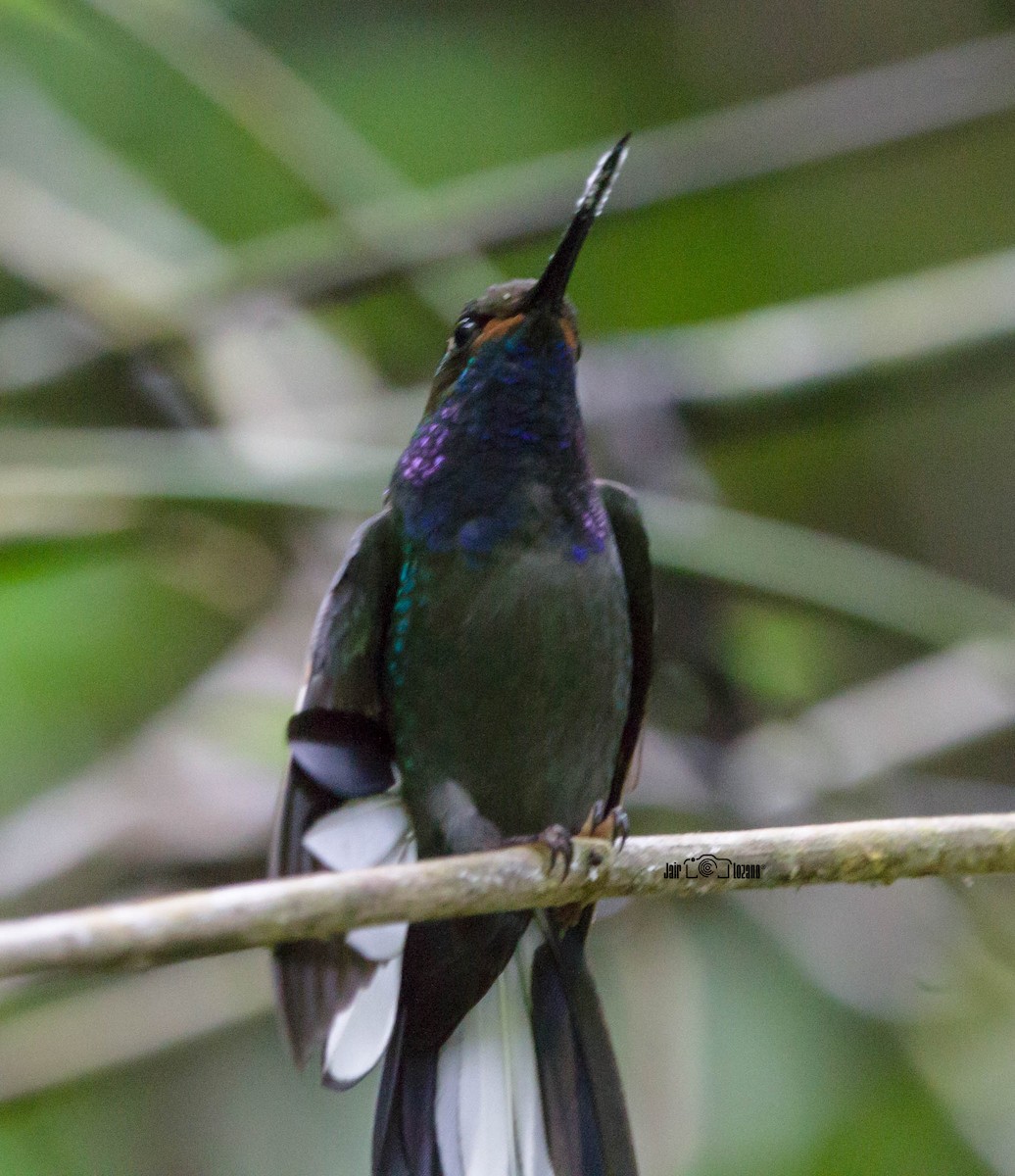 Colibrí de Bouguer Occidental - ML556822471