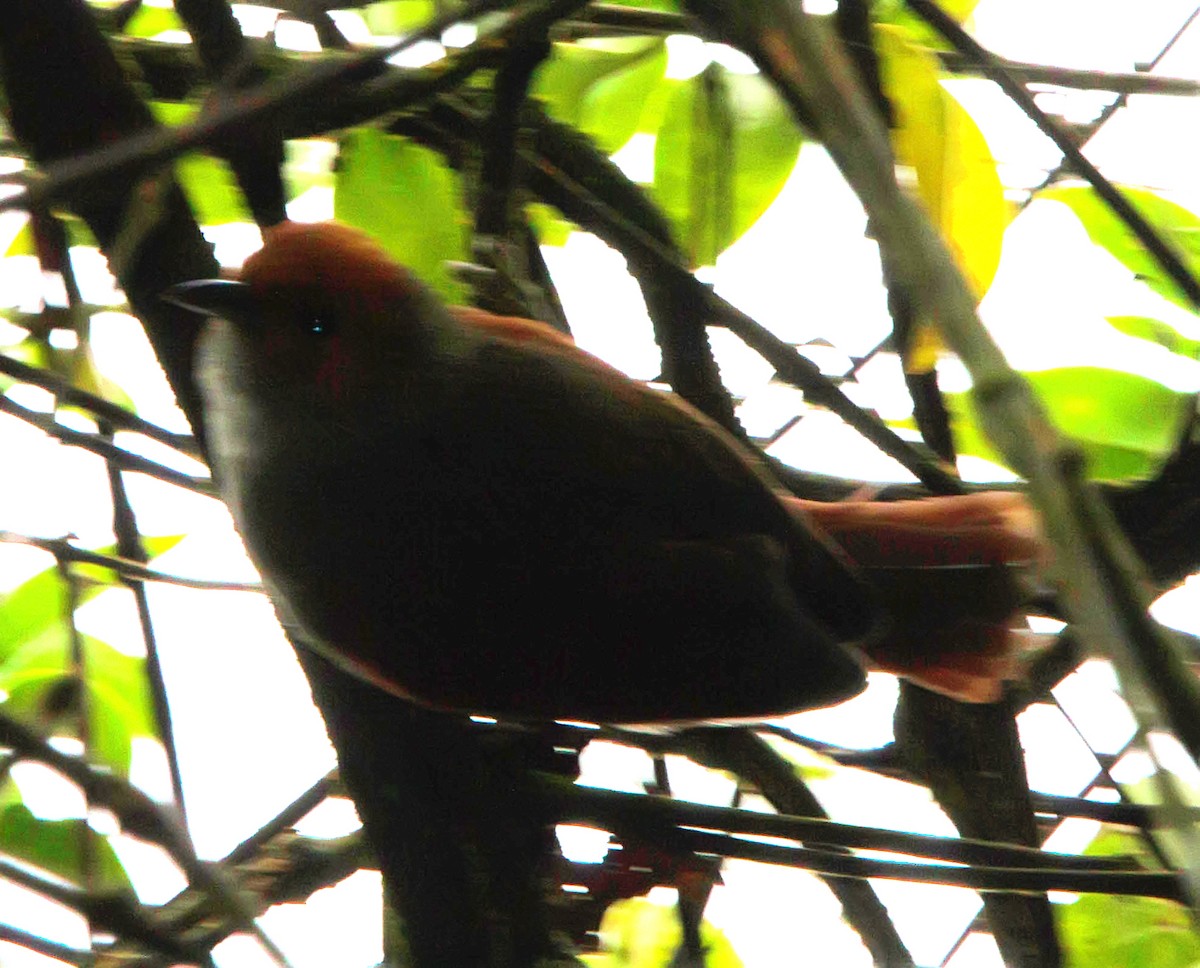 Red-faced Spinetail - ML556822561
