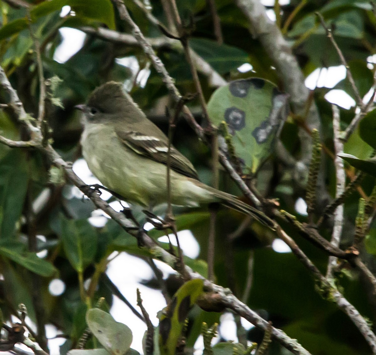 Southern Beardless-Tyrannulet - ML556822671