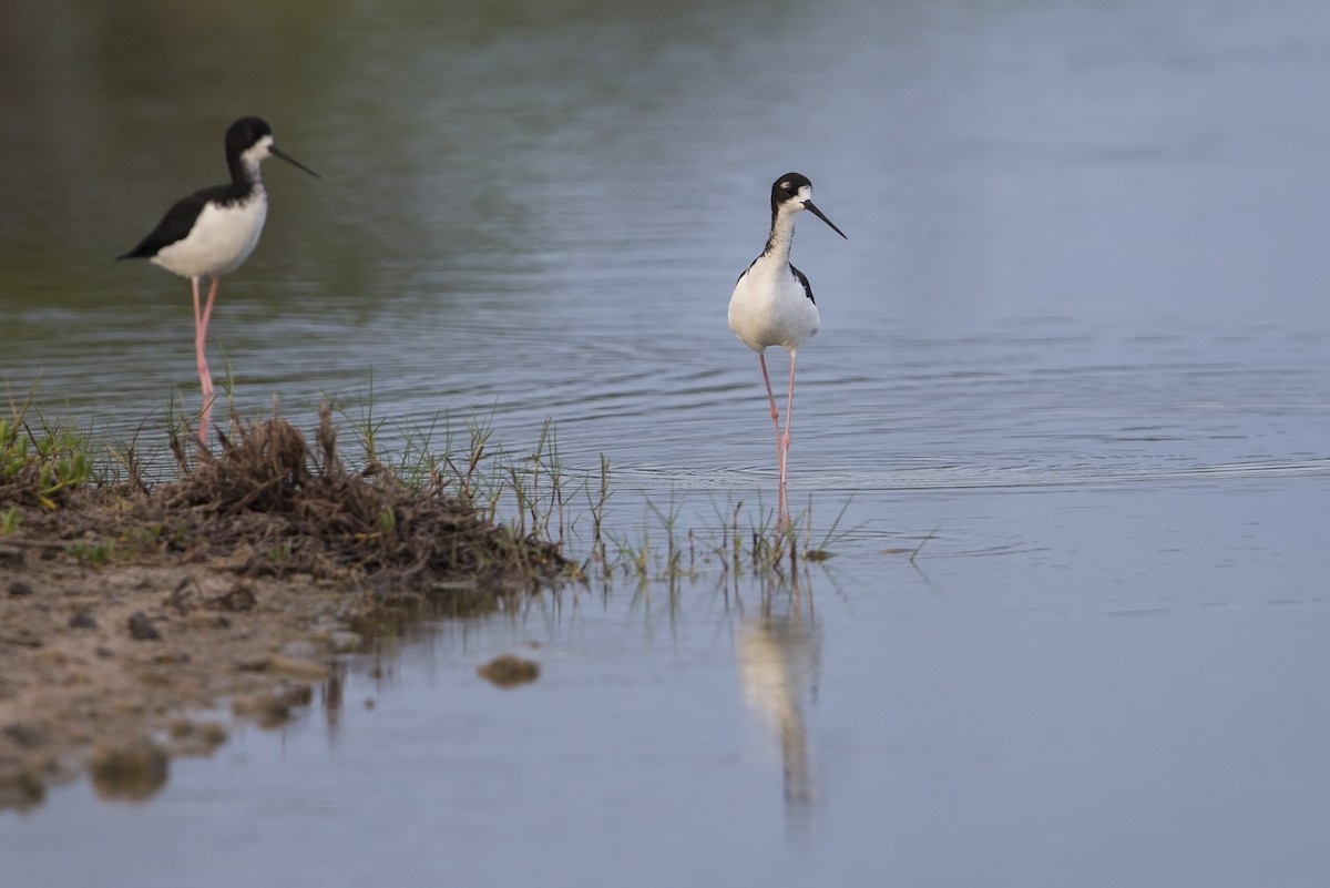 Black-necked Stilt (Hawaiian) - Michael Stubblefield