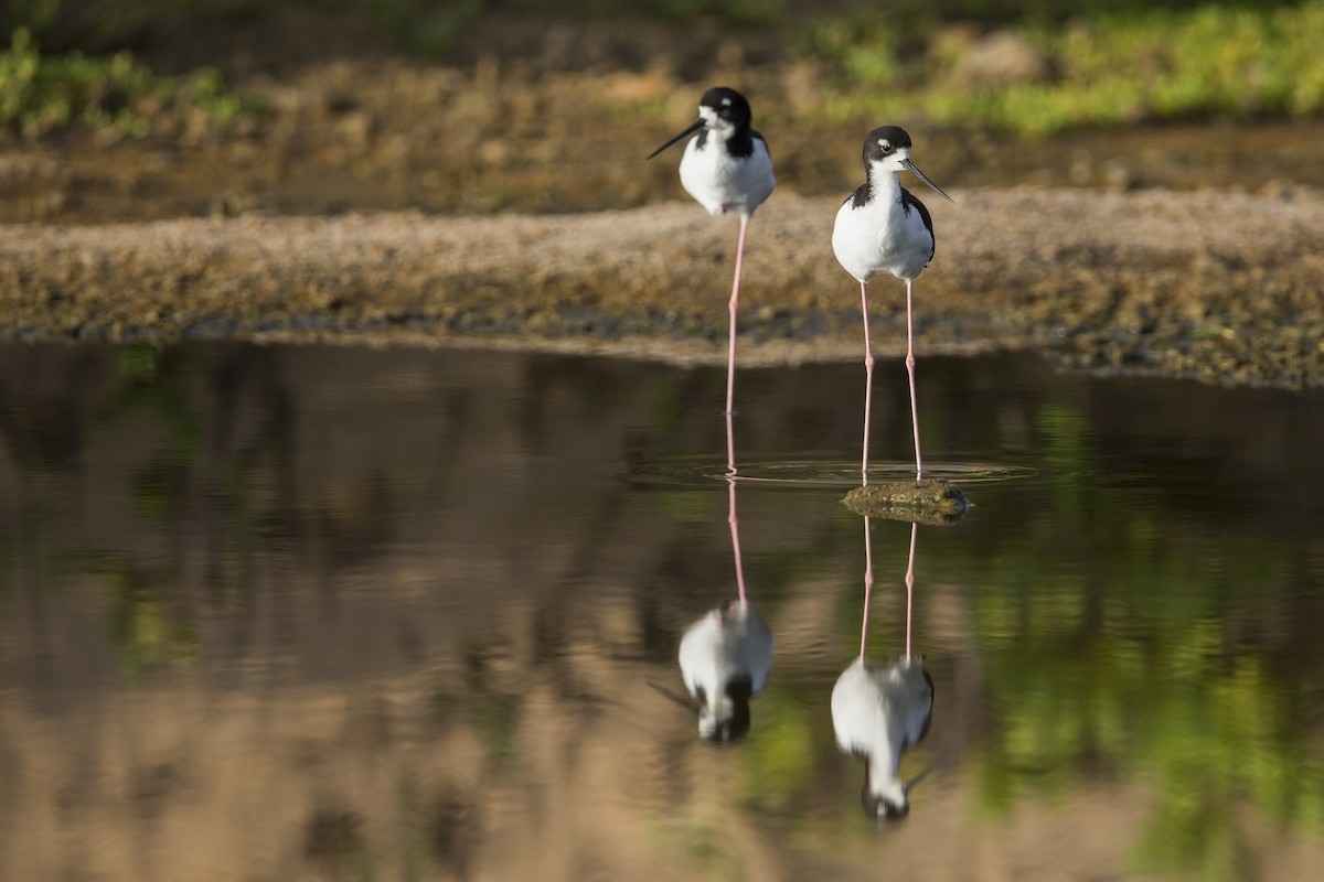 Black-necked Stilt (Hawaiian) - Michael Stubblefield