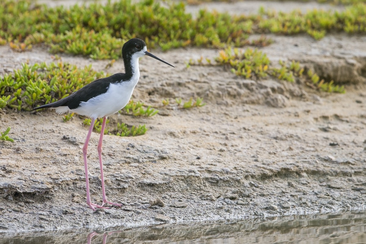 Black-necked Stilt (Hawaiian) - Michael Stubblefield