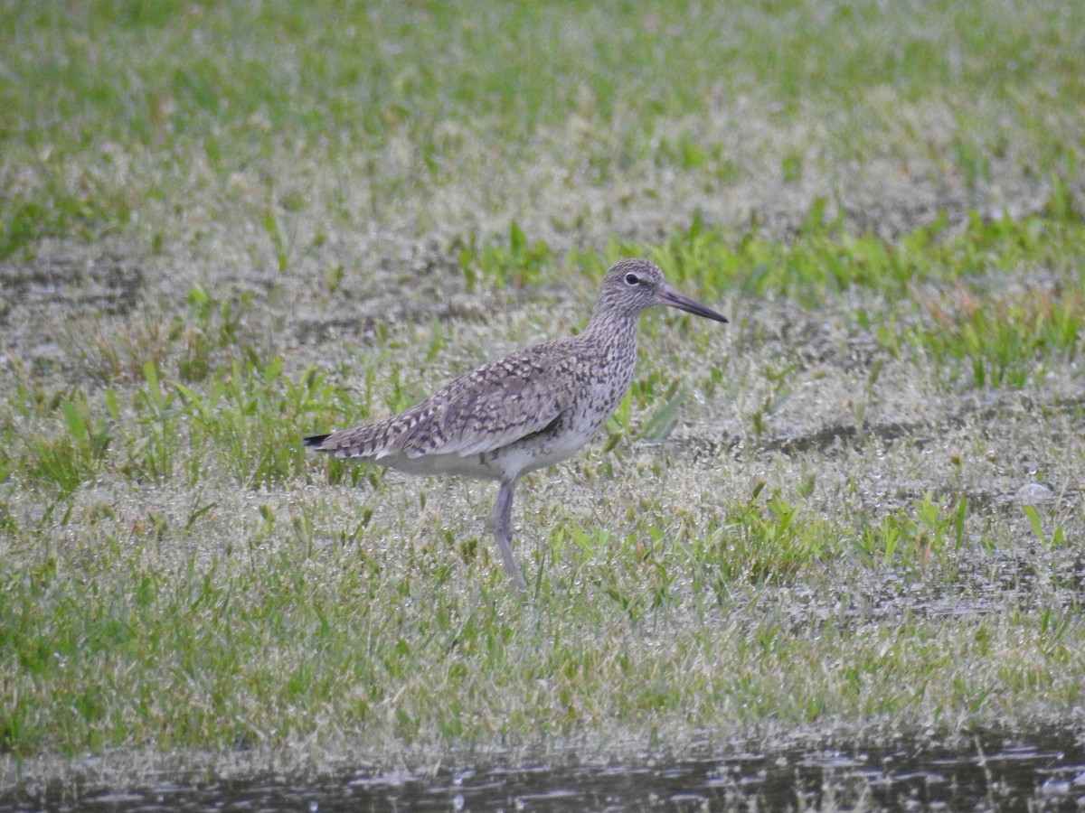 Willet - ML55682301