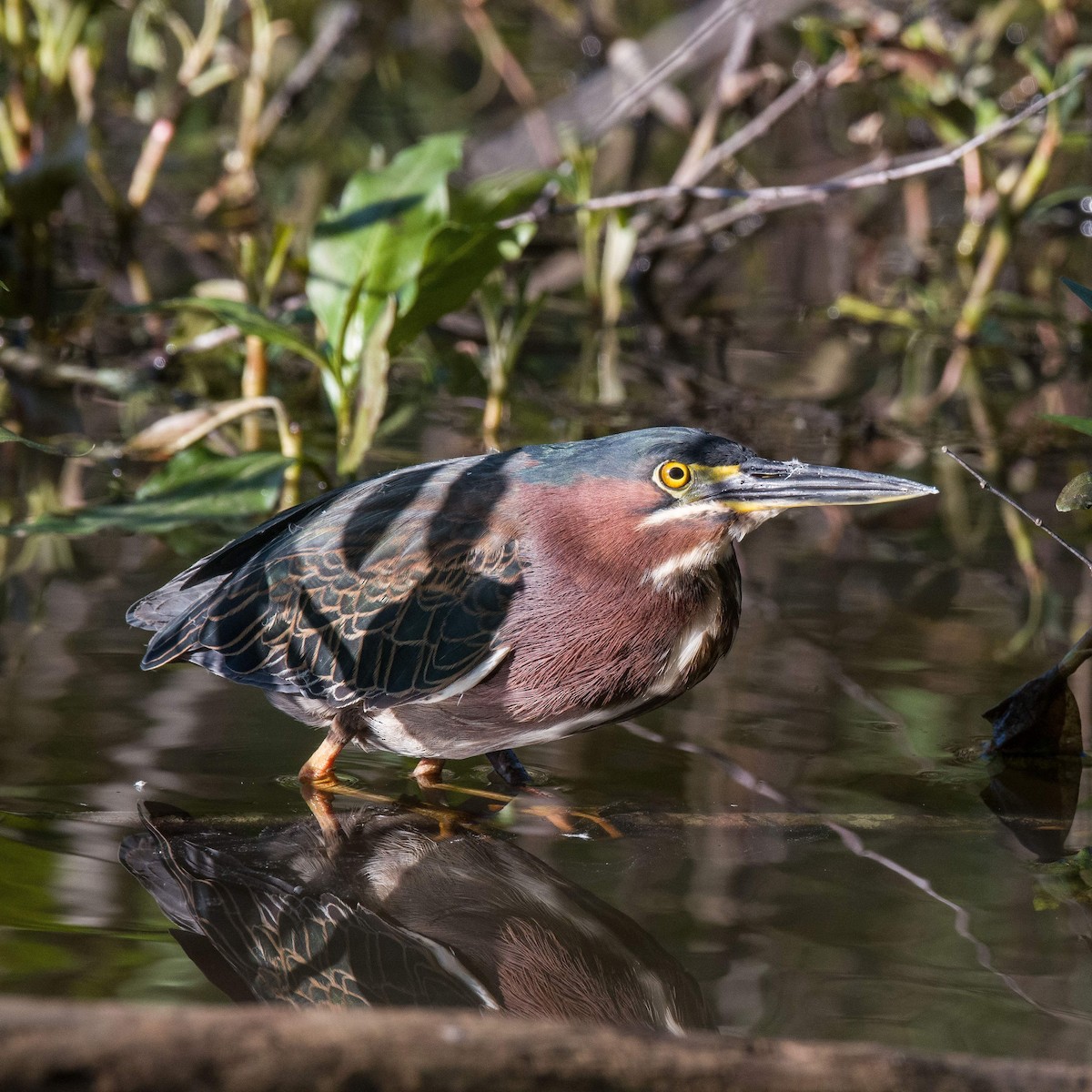 Green Heron - ML556823881