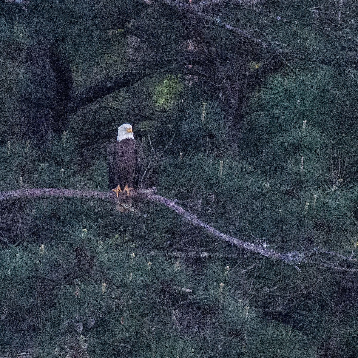 Bald Eagle - ML556823901