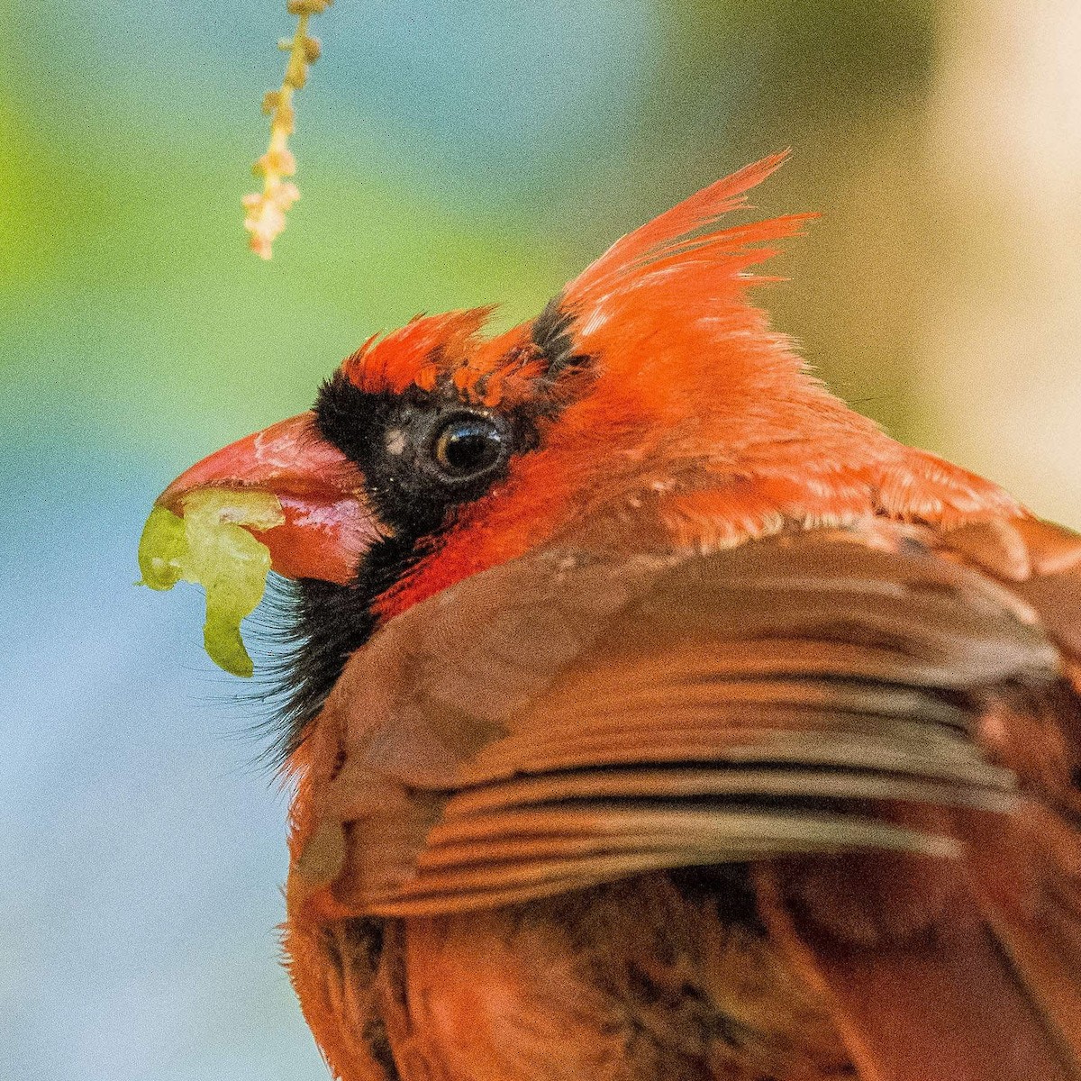 Northern Cardinal - ML556824181