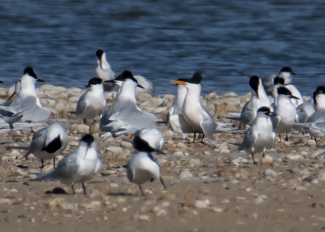 Elegant Tern - ML556824571