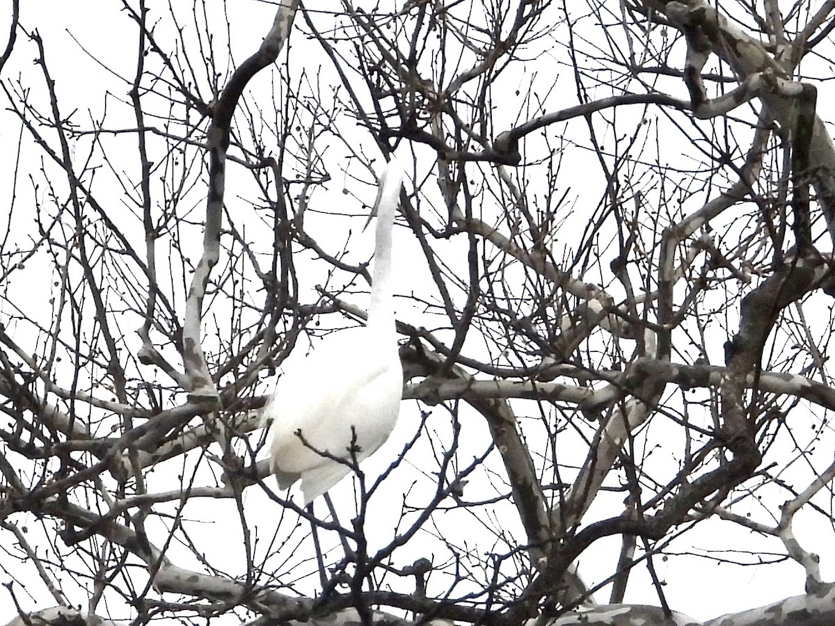 Airone bianco maggiore - ML556824751