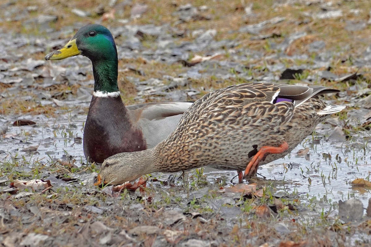 Canard colvert - ML556825641